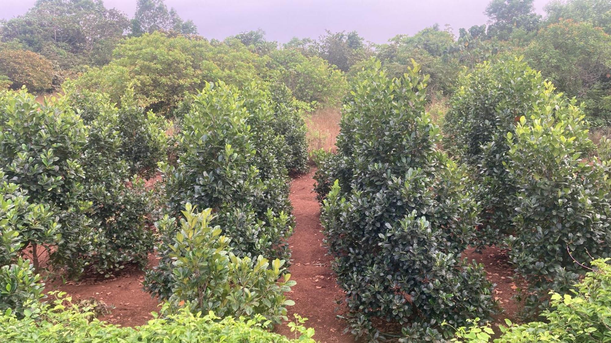 Mo'S Agro Villa Pappinisseri Ngoại thất bức ảnh